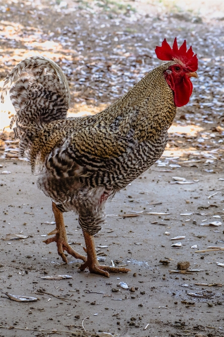 Fazenda rural frango galo