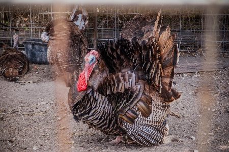 Farm rural wild turkey domesticated Photo