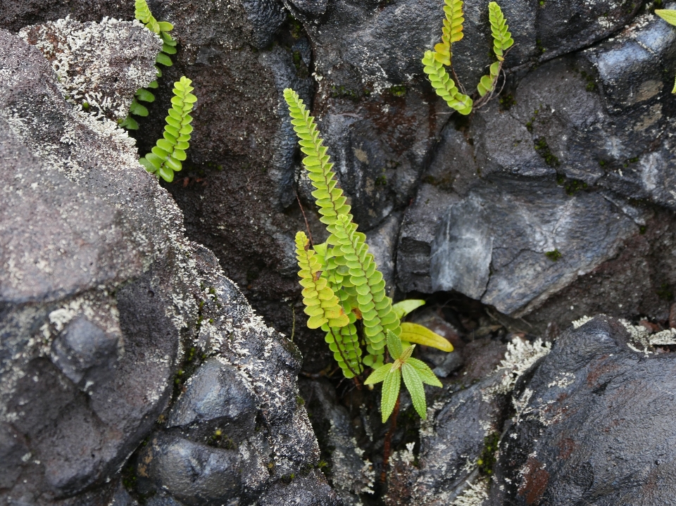 Green plant rocks flora