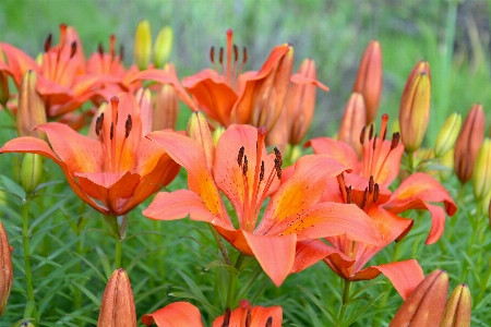 Photo Fleurs de lys été floraison