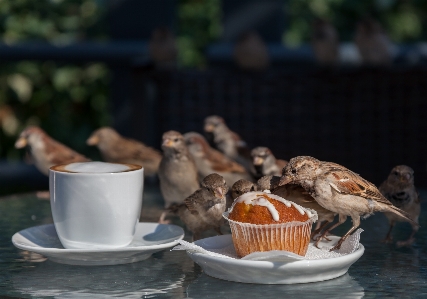 Cafe coffee muffin sparrow Photo