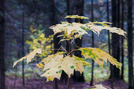 Foto Bosque otoño hojas arce