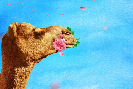 Camel rose blossom background Photo