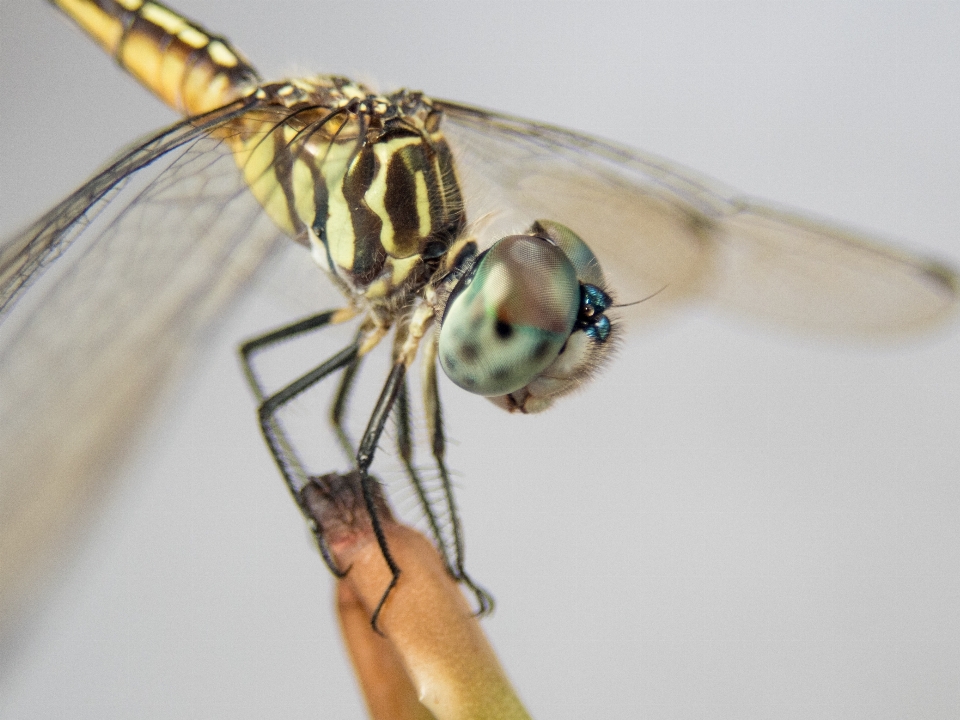 Insekt fliege drachen libelle