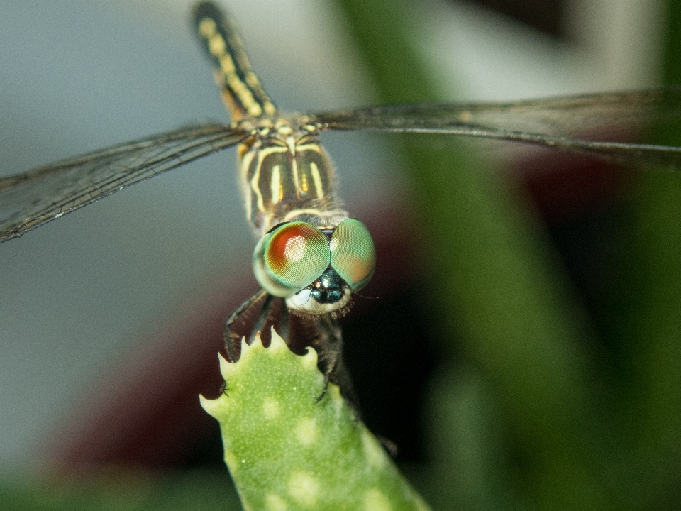 Insect fly dragon dragonfly