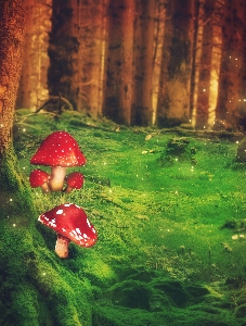 Fantasy forest mushrooms trees Photo