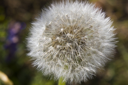 Foto Dente de leão flor macro natureza