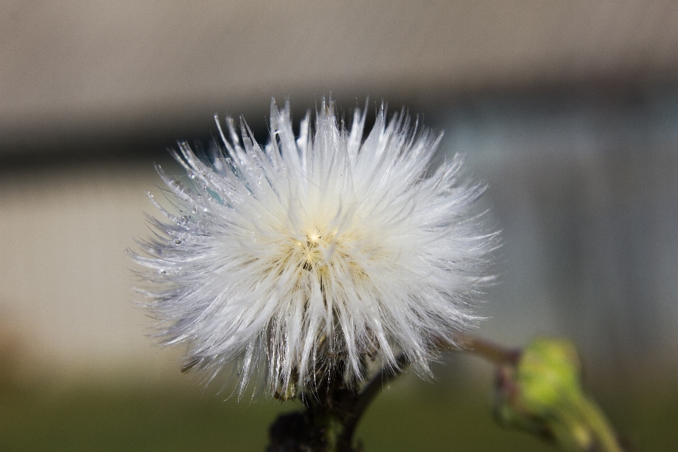 Diente de león flor macro naturaleza