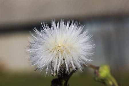 Foto Dente de leão flor macro natureza