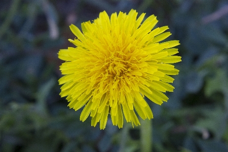 Foto Dente de leão flor macro natureza