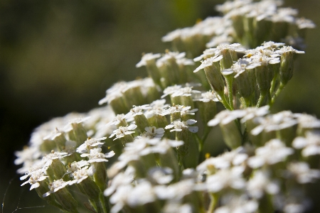 Flower macro nature field Photo