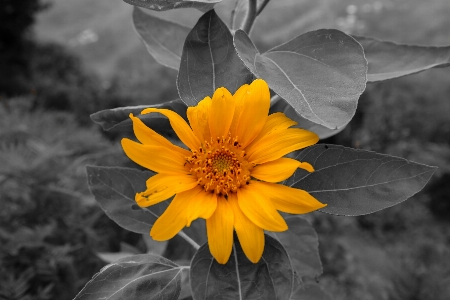 Yellow daisy canon photography Photo