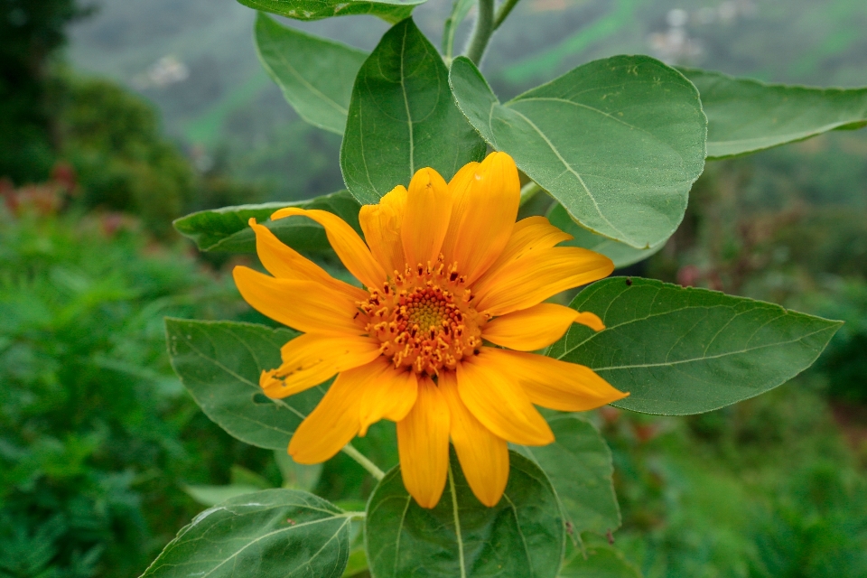 Giallo margherita canone fotografia