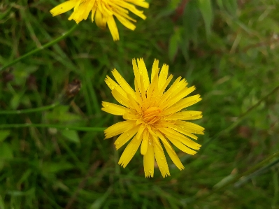 Margaritas flower yellow flora Photo