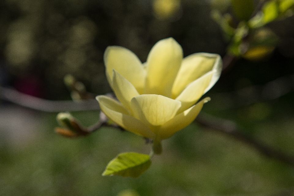 Albero primavera parco new york
