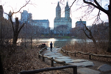 Zdjęcie Drzewo wiosna park nyc
