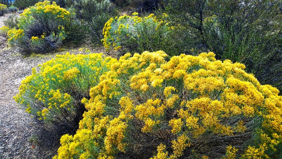 Giallo fiori fiore pianta