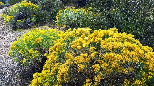 Yellow flowers flower plant Photo