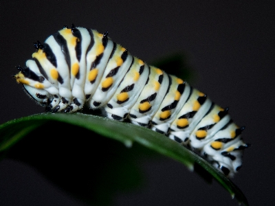 Caterpillar insect larva invertebrate Photo