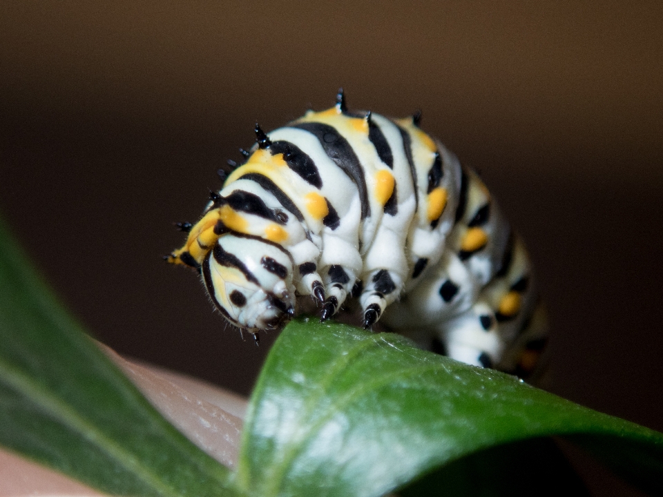 Chenille insecte larve
 macrophotographie
