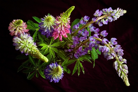 Flowers lupines botanical bloom Photo