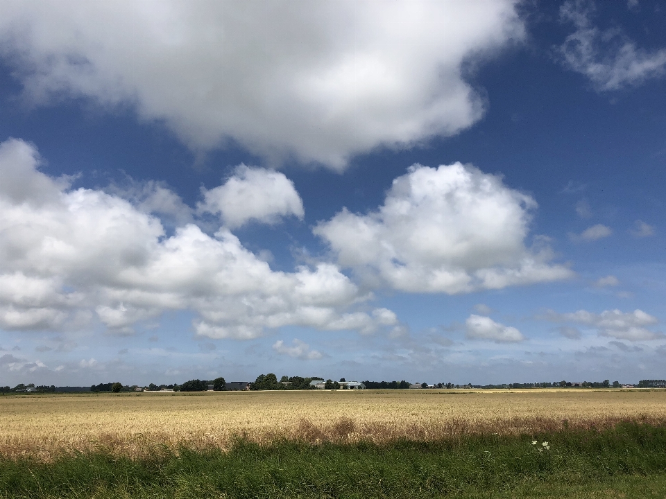 Cielo olandese
 prateria
 nube