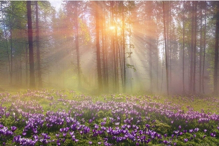 Foto Albero natura ecosistema
 bosco
