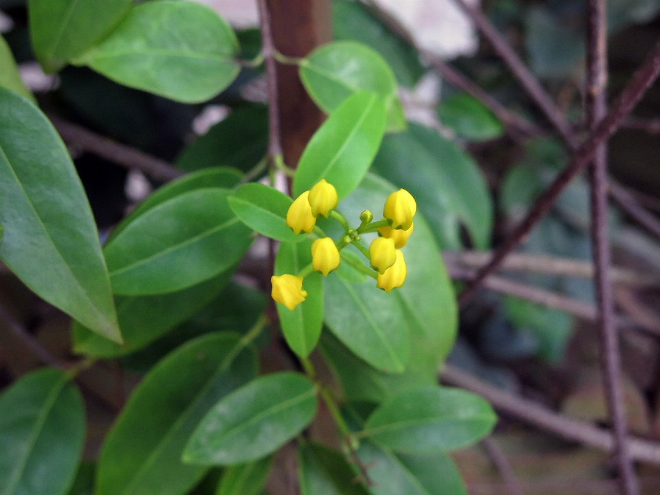 Fleurs sauvages
 jaunes
 nature végétaux