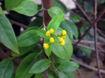 Wildflowers yellow flowers nature plants Photo