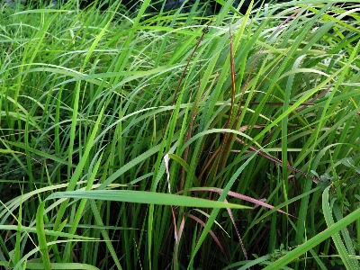 Grasses trees natural blue Photo