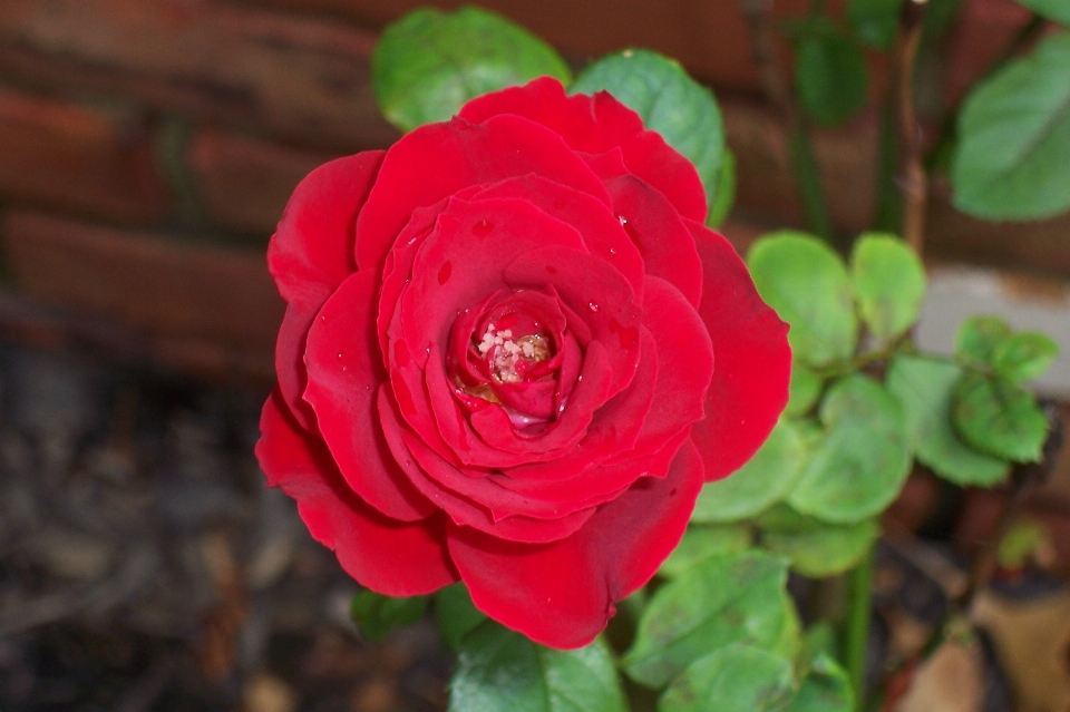 Rojo rosa naturaleza flor