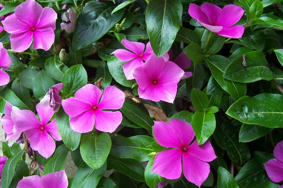 Viole fiore pianta rosa