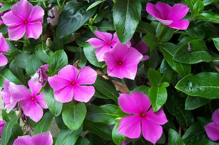 Violets flower plant pink Photo