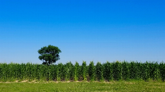 Tree corn field panorama Photo