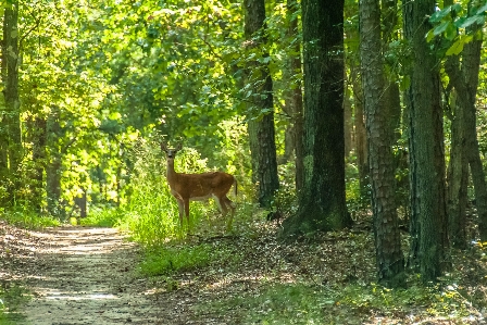 Foto Rusa jejak hutan margasatwa