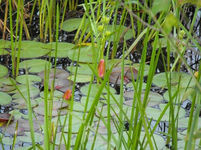 Photo Le marais
 fleurs herbe nénuphar
