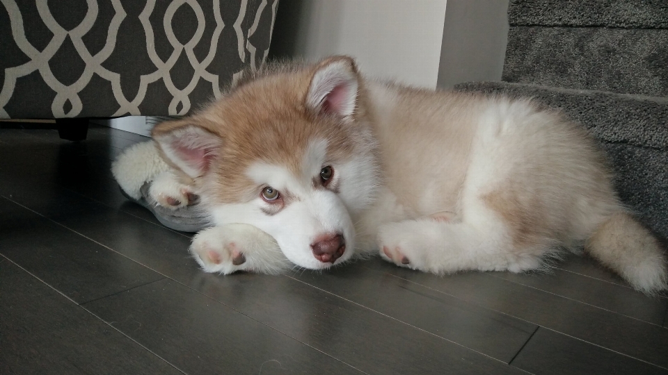 Malamute
 cachorro perro como mamífero
 raza canina
