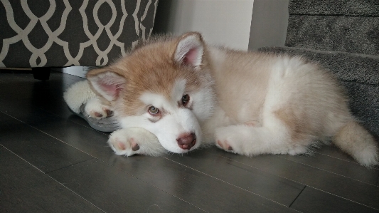 Kötü niyetli
 köpek yavrusu memeli gibi köpek
 türü
 Fotoğraf