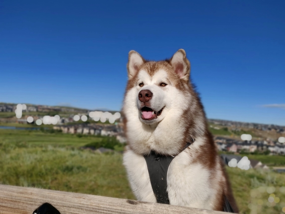 Malamute dog like mammal breed