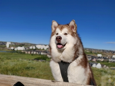 マラミュート
 犬 哺乳類のような犬
 犬種
 写真