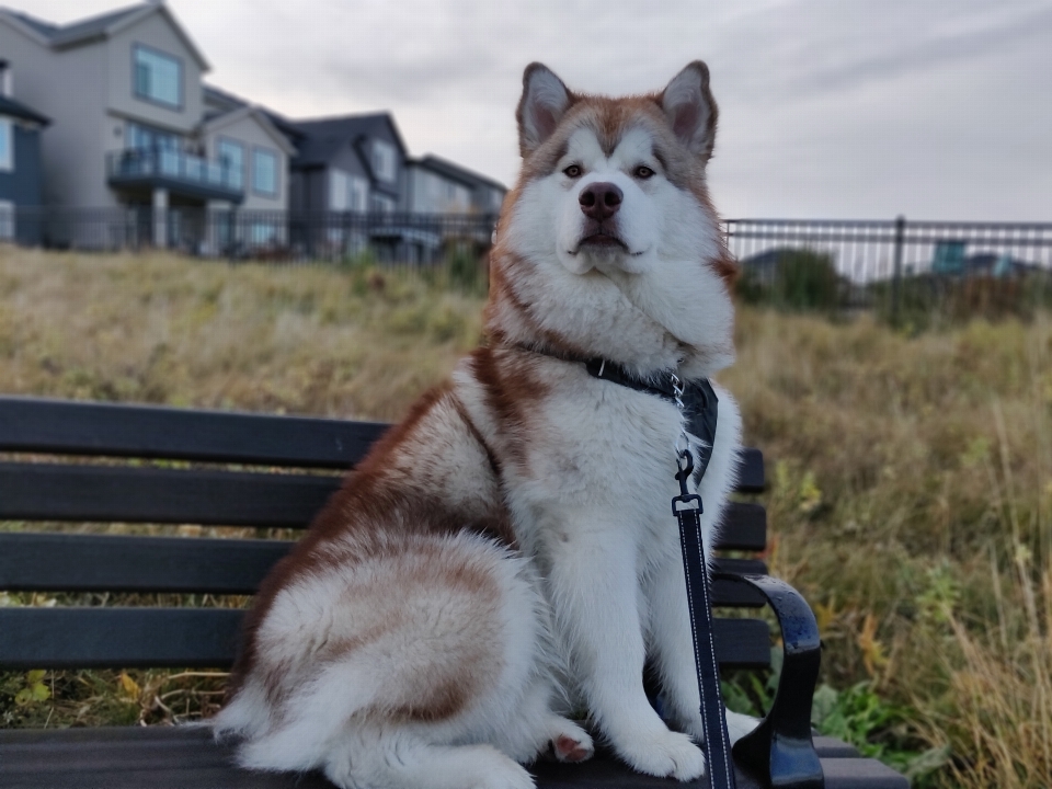 Malamute
 hund hundähnliches säugetier
 hunderasse
