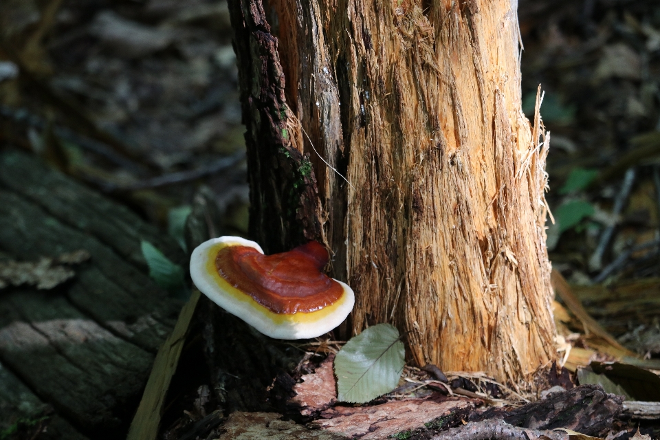 Pilz
 pilz wald protokoll