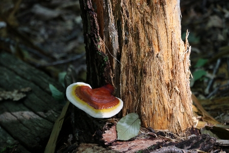 Foto Jamur
 jamur hutan catatan