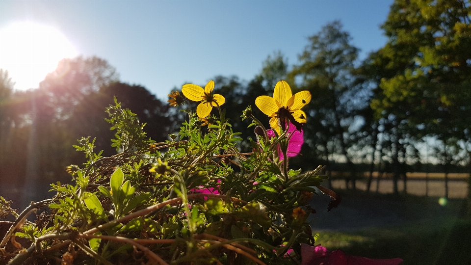 Flowers sun forest yellow