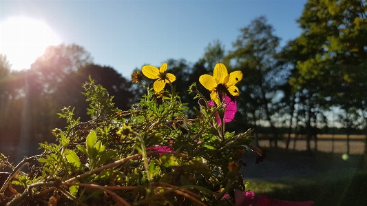 Flowers sun forest yellow Photo