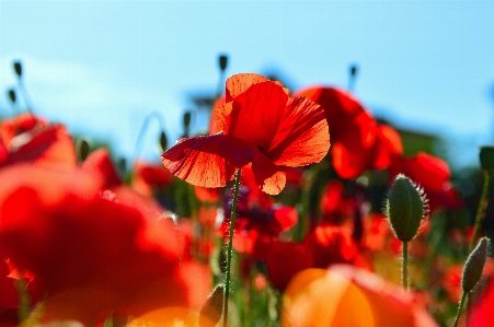 Poppy field red poppies Photo