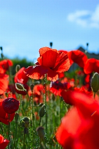 Foto Amapola campo rojo amapolas
