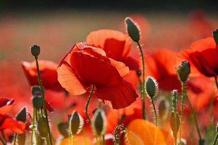 Poppy field red poppies Photo