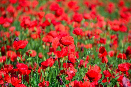 Poppy field red poppies Photo