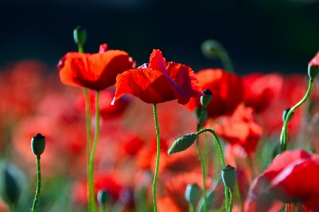 Poppy field red poppies Photo